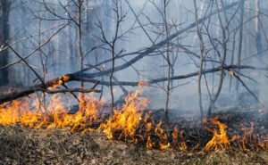 Read more about the article Agosto é o mês com maior número de queimadas em 2020